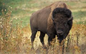 American bison wallpaper thumb