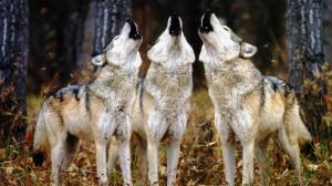 Three wolves howl wallpaper thumb