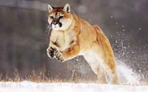 Cougar beautiful snow jump wallpaper thumb