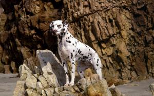 Dalmatian on the cliff wallpaper thumb