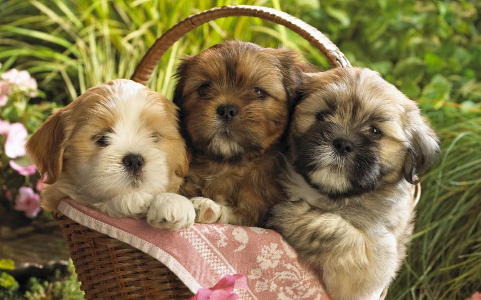 Cute Puppies 2 wallpaper,cute HD wallpaper,puppies HD wallpaper,cute animals HD wallpaper,1920x1200 wallpaper