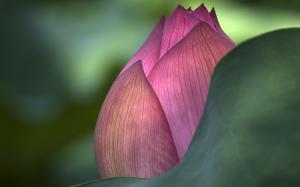 Lotus Flower wallpaper thumb