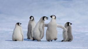 Emperor Penguin Chicks in Antarctica wallpaper thumb