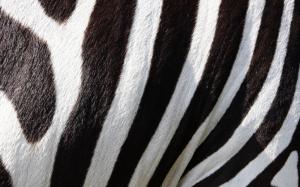 Zebra wallpaper thumb