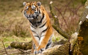 Siberian tiger, predators, trees wallpaper thumb