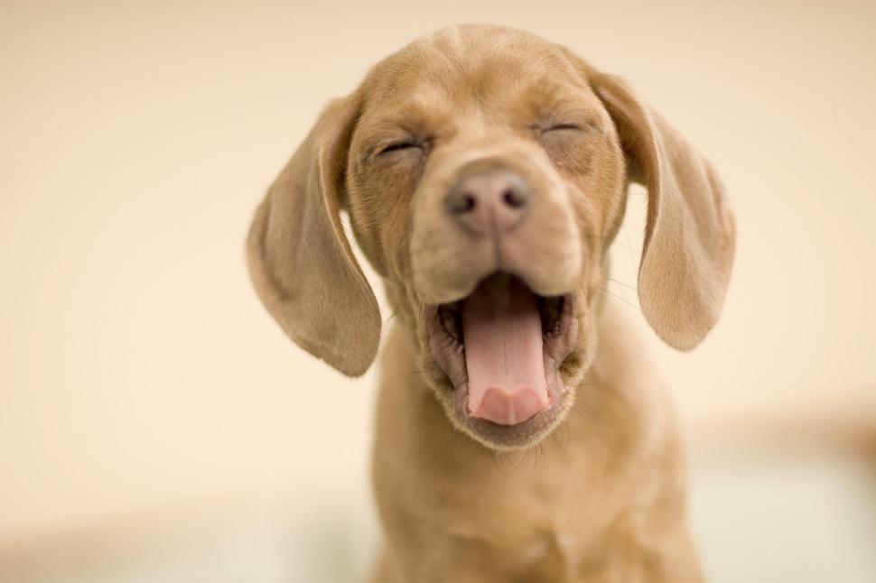 Yawning puppy wallpaper,puppy HD wallpaper,yawning HD wallpaper,animals HD wallpaper,2000x1333 wallpaper