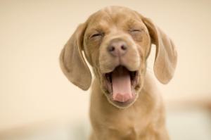 Yawning puppy wallpaper thumb