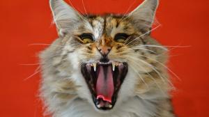 Cat yawn, mouth, fangs wallpaper thumb