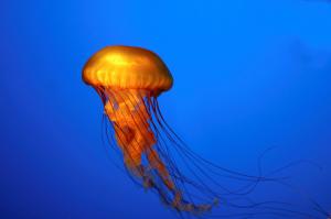 Animal, Jellyfish, Photography, Blue Background wallpaper thumb