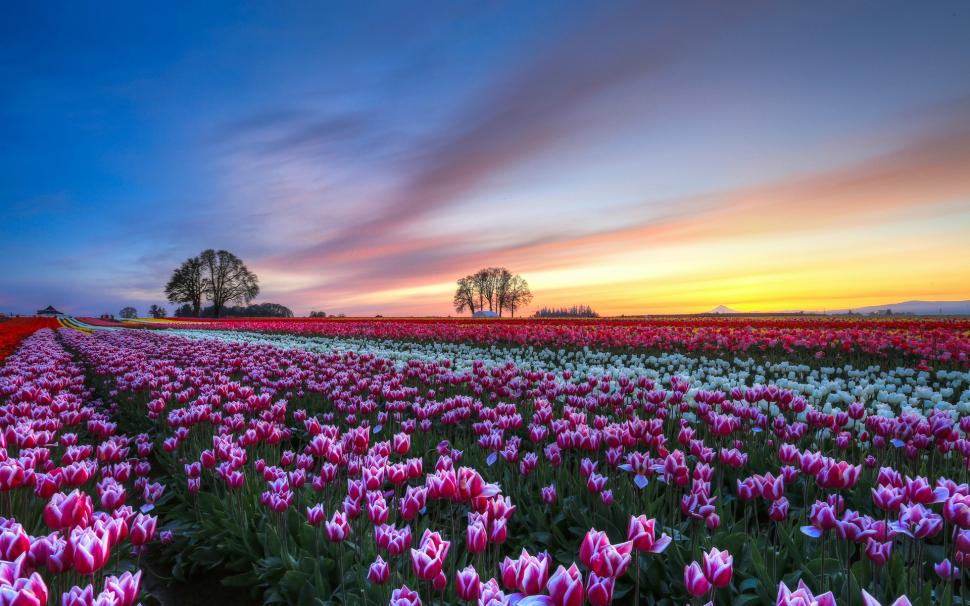 Tulips flower field, evening sunset, colorful scenery wallpaper,Tulips HD wallpaper,Flower HD wallpaper,Field HD wallpaper,Evening HD wallpaper,Sunset HD wallpaper,Colorful HD wallpaper,Scenery HD wallpaper,1920x1200 wallpaper