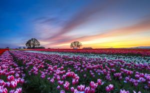 Tulips flower field, evening sunset, colorful scenery wallpaper thumb