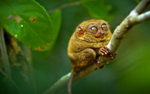 Tarsier primate wallpaper thumb