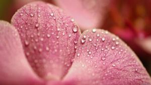 Macro Water Drop Water Beads Flower Pink Bokeh HD wallpaper thumb