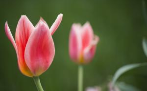 flowers flora tulips springtime bokeh wallpaper thumb
