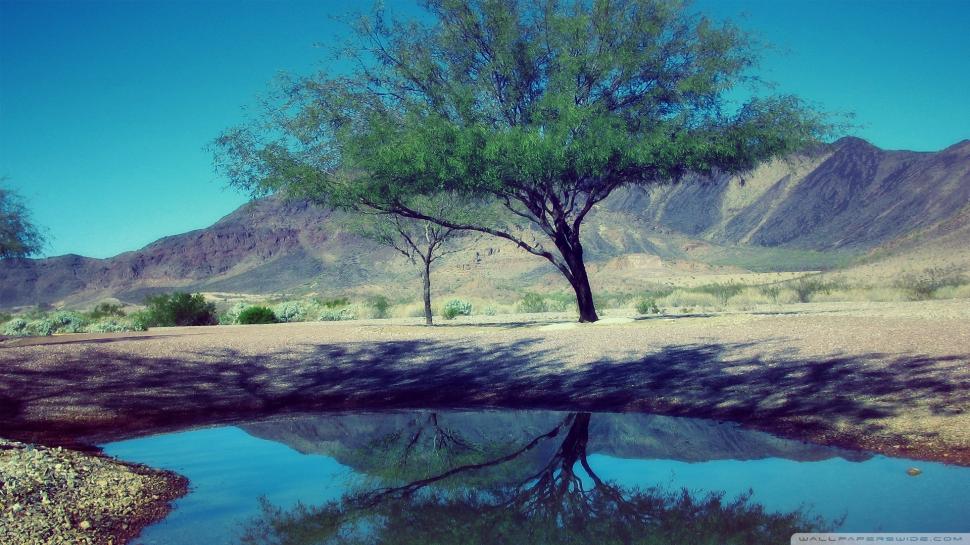 Big and Lonely Tree Reflection wallpaper,Scenery HD wallpaper,1920x1080 wallpaper