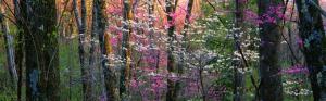 Shenandoah National Park, flowers, trees, Virginia, USA wallpaper thumb