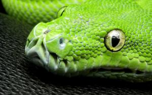 Green snake, eyes, scales, head close-up wallpaper thumb