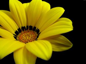 Great Yellow Flower HD wallpaper thumb