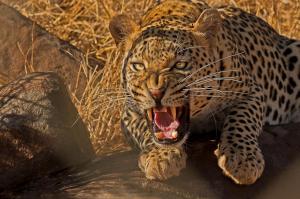 Leopard Wild Cat Predator Teeth Desktop Backgrounds wallpaper thumb