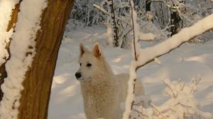 snow dog alert beautiful cold winter HD wallpaper thumb