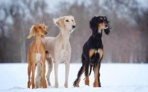 Three dogs in the snow winter wallpaper thumb