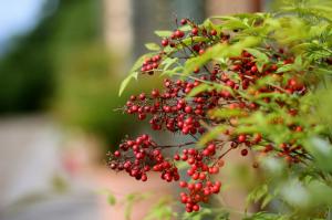 Red berries on branch wallpaper thumb