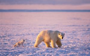 Arctic animals, polar bears and arctic foxes wallpaper thumb