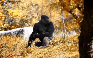Gorilla, Sitting, Animal, Nature wallpaper thumb