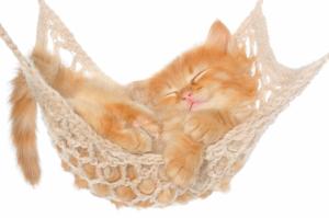 cat, hammock, kitten, red, fluffy wallpaper thumb