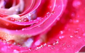 Rose Petals wallpaper thumb