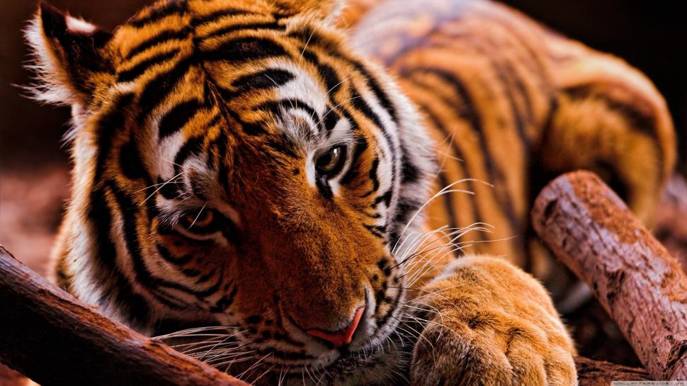Tiger, Rest, Animals wallpaper,tiger HD wallpaper,rest HD wallpaper,animals HD wallpaper,3554x1999 wallpaper