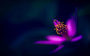 Purple flower, petals, macro photography, black background wallpaper thumb