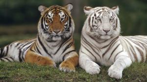 Couple Animals Tiger wallpaper thumb