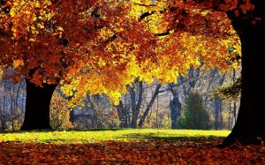 Autumn Forest Trees wallpaper thumb
