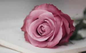 Pink Rose, Macro, Flower wallpaper thumb