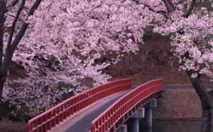 Cherry Blossom Blossom Flowers Bridge Trees HD wallpaper thumb
