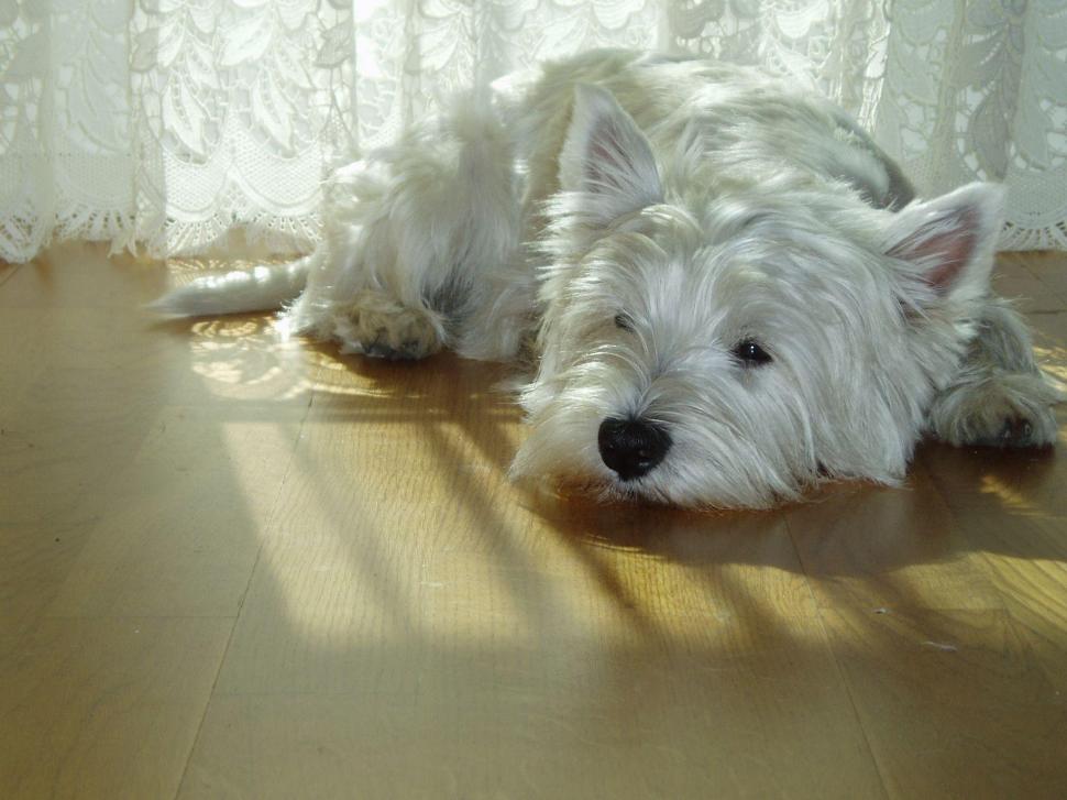 West Highl Terrier wallpaper,white HD wallpaper,terrier HD wallpaper,cute HD wallpaper,animals HD wallpaper,1920x1440 wallpaper
