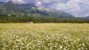 Field Of Daisies In Elk Valley British Columbia wallpaper thumb