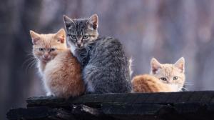 Three Kittens Sitting On A Rock wallpaper thumb