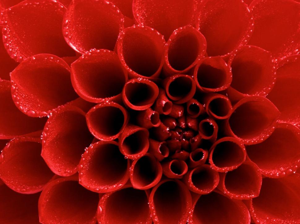 Dew tipped Red Dahlia wallpaper,tipped wallpaper,dahlia wallpaper,1600x1200 wallpaper