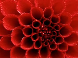 Dew tipped Red Dahlia wallpaper thumb