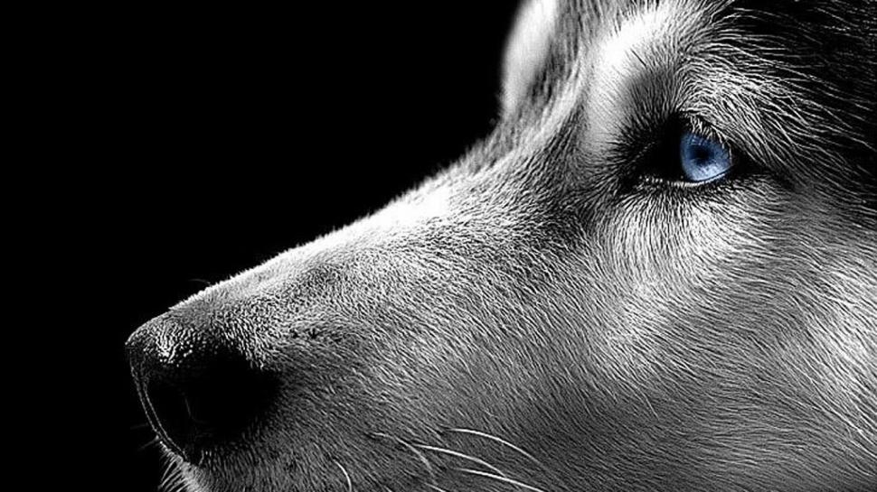 Siberian Husky Close Up wallpaper,Dog HD wallpaper,2560x1440 wallpaper
