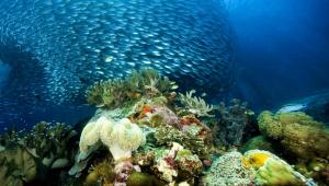 Underwater Ocean Sea Nature Coral Reef Tropical School Image Gallery wallpaper thumb