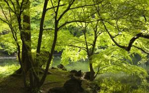 Green Forest Spring  Picture wallpaper thumb