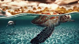 Turtle Tortoise Ocean Shark Fish Underwater Tropical HD wallpaper thumb