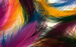 Colorful Feather HD wallpaper thumb