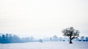 Tree silhouette in the white field wallpaper thumb