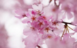 Pink Cherry Blossoms Pictures For Desktop wallpaper thumb