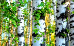 Forest trees, birch leaves wallpaper thumb