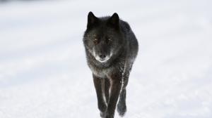 Black wolf in winter wallpaper thumb